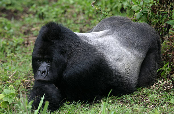 i srebnogrzbiety goryl górski - virunga national park zdjęcia i obrazy z banku zdjęć