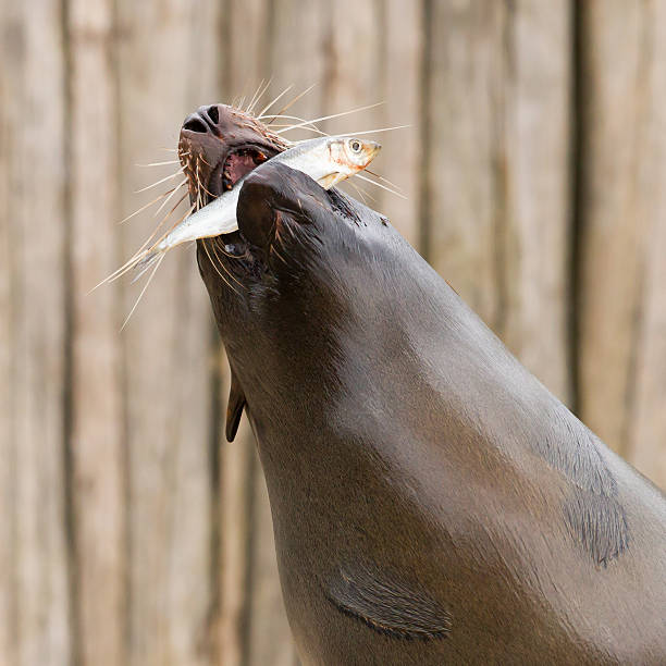 South American Sea Lion (Otaria flavescens) eating a fish