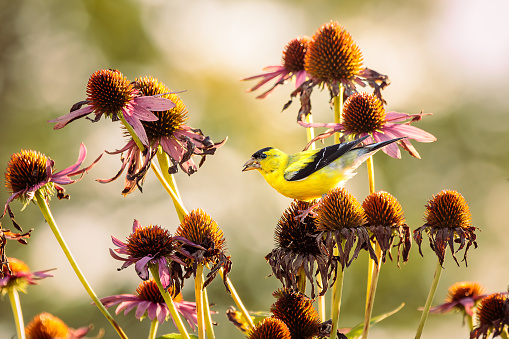 A male American Goldfinch feeds on Purple Coneflower seed heads in my Herb Garden. The setting sun creates a glowing bokeh in the background. The scene is peaceful yet energized with a hint of autumn in the dying flowers.