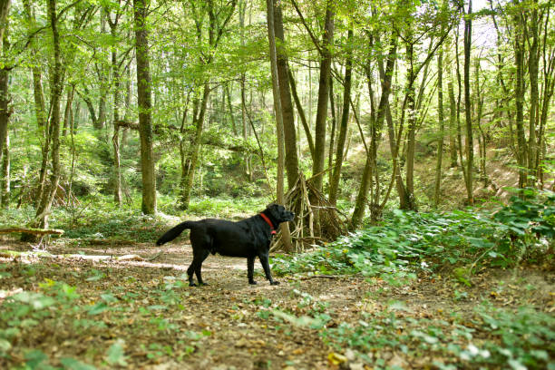 istock Dog in a fairy forest 1661375592