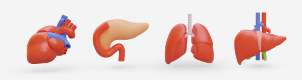 istock Set of realistic human internal organs. 3D heart, stomach, lungs, liver 1661377383