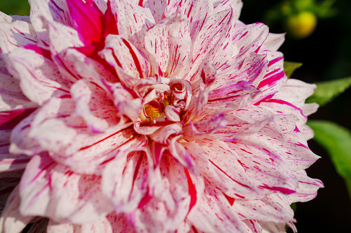 close-up. Dahlia flower with pink petals. The beauty of garden flowers. Floristics.