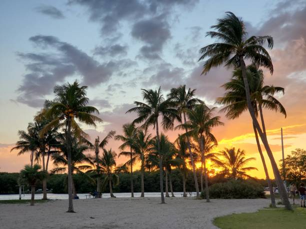 istock Miami Palm Tree Silhouette at Sunset in Mattheson Hammmock Park 1661381553