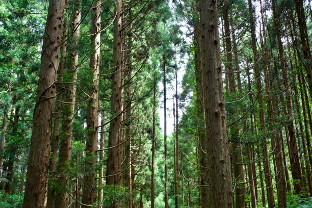 istock The view of tree trunk and branches at Japanese forest. 1661382450
