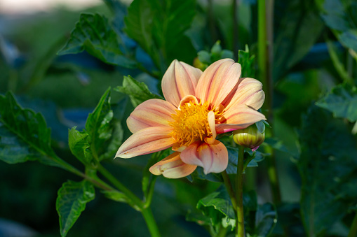 Blossom beige dahlia flower on a summer sunny day macro photography. Garden dahlia with pink yellow petals in the sunlight close-up photography.