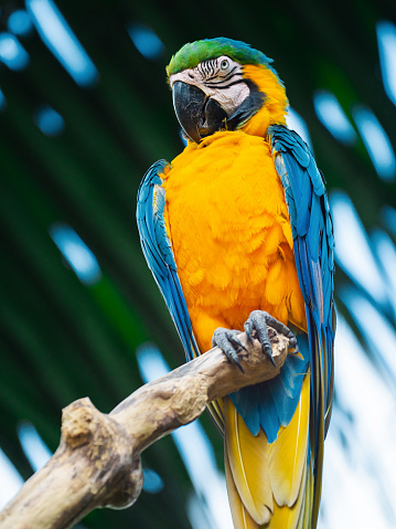 Hyacinth macaw playing in tree, pantanal, brazil, blue bird parrot.