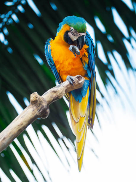istock Close-up of the macaw parrot 1661394220