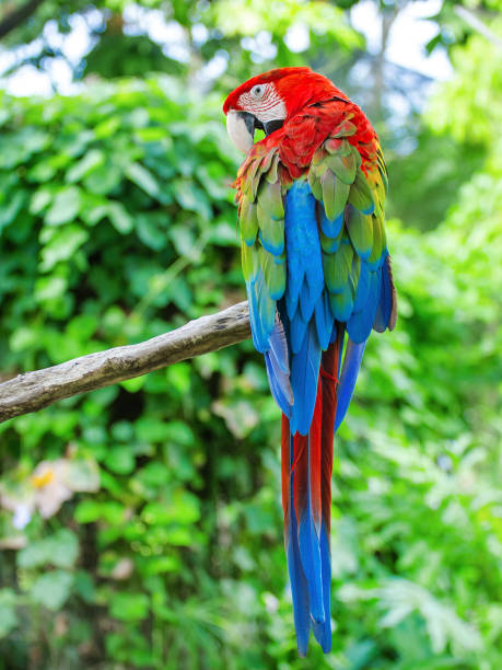 istock Close-up of the macaw parrot 1661394228
