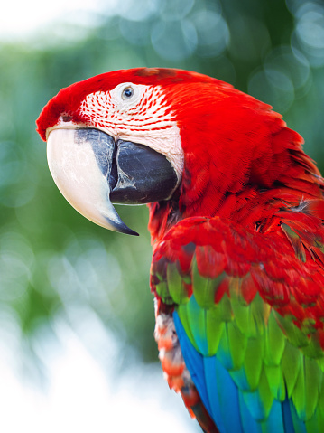 Two colorful parrots kissing on a branch.