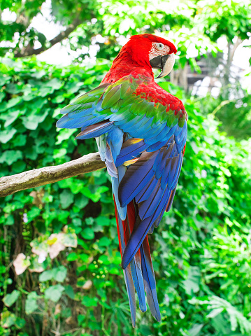 Close-up of the macaw parrot