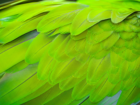 Close-up of the feathers of a macaw parrot