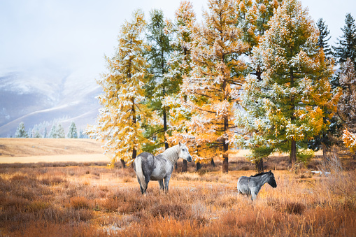 Horses in the autumn forest. Snow-covered yellow trees in Altai mountains, Siberia, Russia. View of North-Chuya ridge