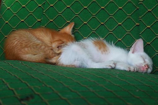 Two kittens sleeping soundly on a green chair
