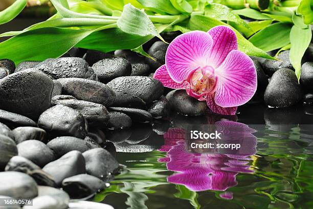Orchidea Na Kamienie - zdjęcia stockowe i więcej obrazów Aromaterapia - Aromaterapia, Bambus - Wiechlinowate, Bez ludzi