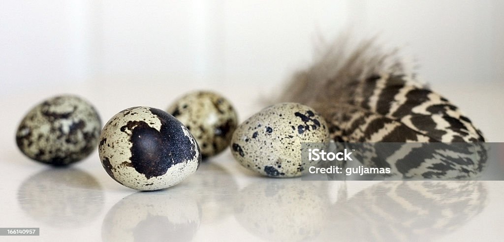 Spotted huevos y manantial de pluma - Foto de stock de Caza libre de derechos