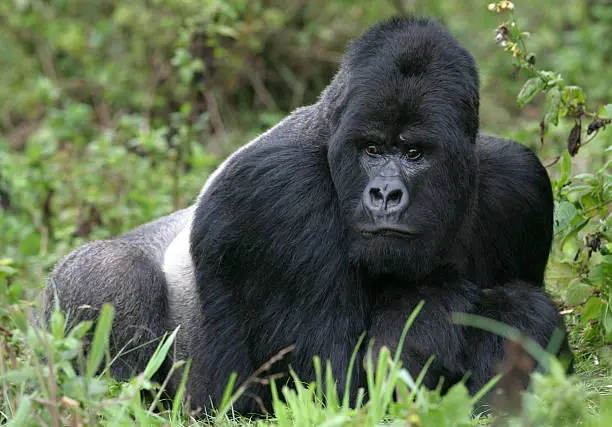 Photo of Silverback gorilla lying in lush green vegetation