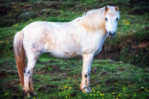 istock Icelandic horses during the twilight hours 1661410966