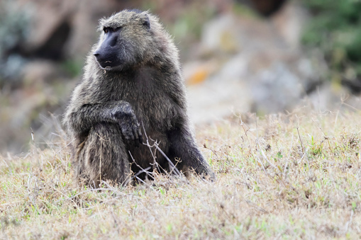 Close up photo of a baboon at the Hell's Gate National Park in Kenya, África.
