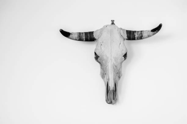 istock Cow skull hanging on the wall for home decor 1661413278