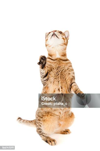 Brown Cat Is Standing Up Stock Photo - Download Image Now - Animal, Cut  Out, Cute - iStock