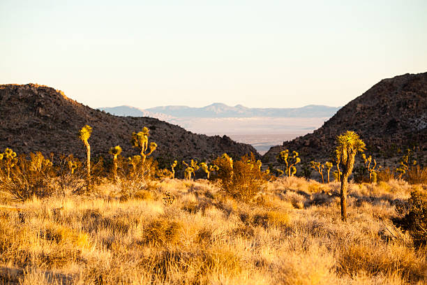 Joshua Tree national park, California, USA - one of bigger and famous desert nature and wildlife reserve areas in the USA. Part of the Mojave desert. Have the name from the iconic plant Joshua Tree - Yucca brevifolia.