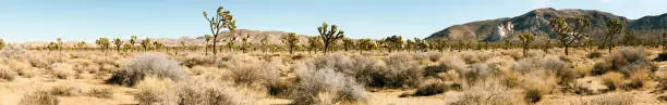 Panorama of Joshua Tree National Monument.