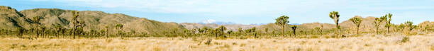 istock Panorama of Joshua Tree National Monument. 166141692