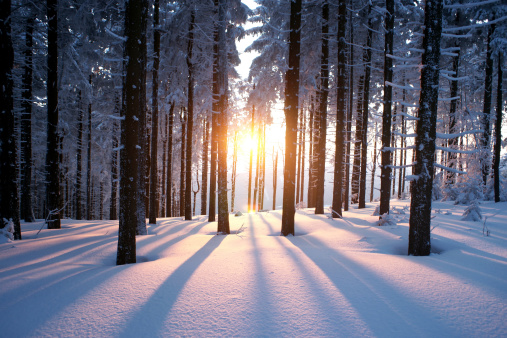 Winter sunset in the forest. Sun rays are coming trough the trees.