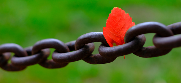 Detail of heavy steel or iron chain fastened into a rock wall with a single autumn fall leaf