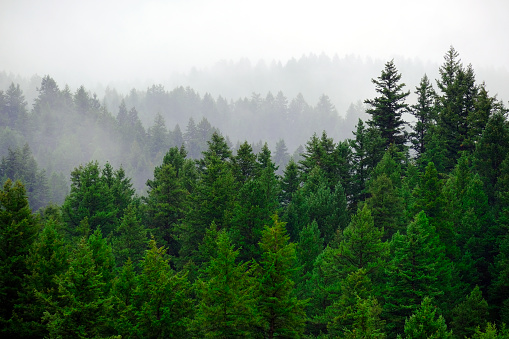 Rainy raining lush green pine tree forest forrest in wilderness mountains