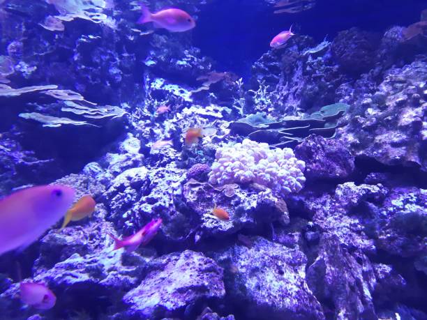 istock Bright colorful fish swim among algae and corals 1661424458