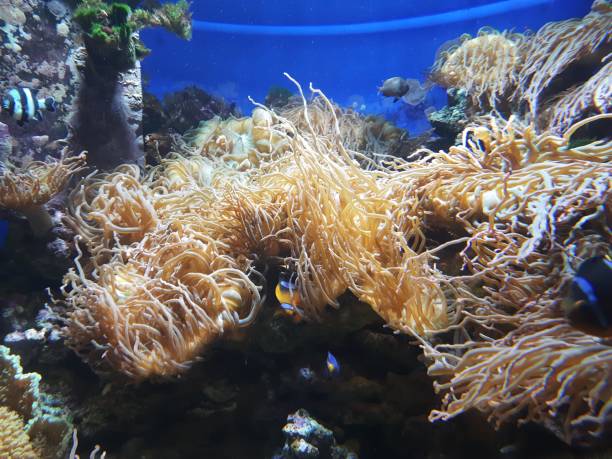 istock Bright colorful fish swim among algae and corals 1661424975