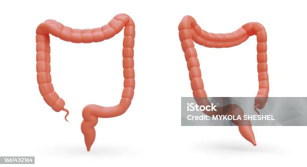 Inverted Intesitines 3d Large Intestine Front And Back View Human Digestive Organ Isolated ...