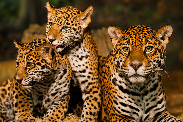 istock Jaguar Family 166143317