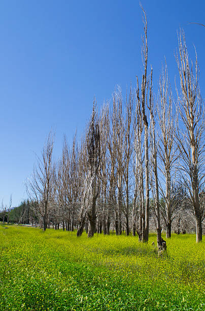 istock Dead trees over a field of flowers 166143832
