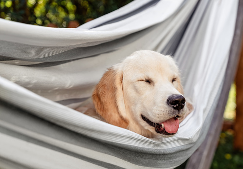 Cute happy puppy relaxing in hammock outdoors in backyard at sunny day enjoying nature with closed eyes. Vacation with pet in the countryside.