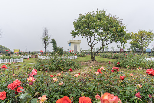 Various shapes of roses planted in the park