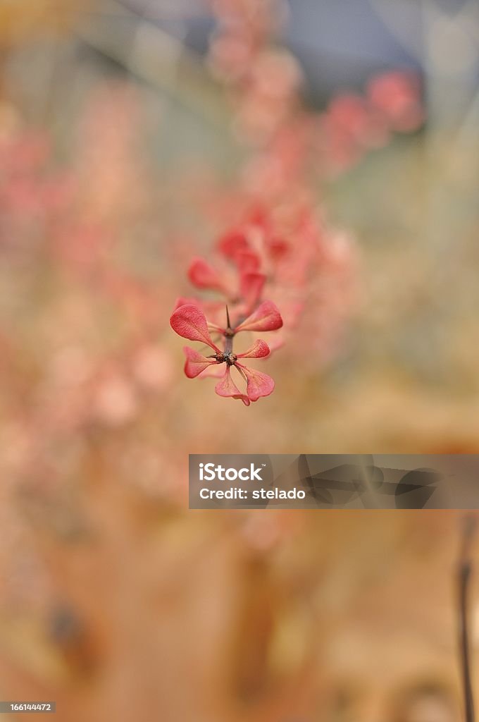 Arbustos amarelo-de-rosa - Foto de stock de Arbusto royalty-free
