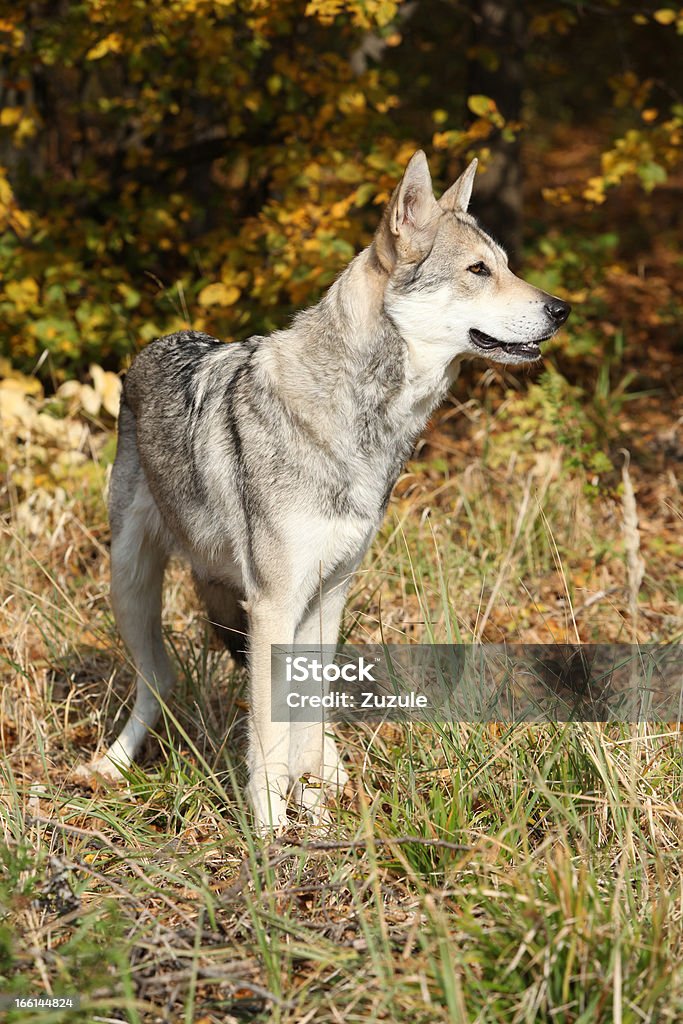 Wolfhound Saarloos - Foto de stock de Animais caçando royalty-free