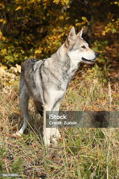 Foto de Wolfhound Saarloos e mais fotos de stock de Animais caçando - Animais caçando, Animal, Animal de estimação