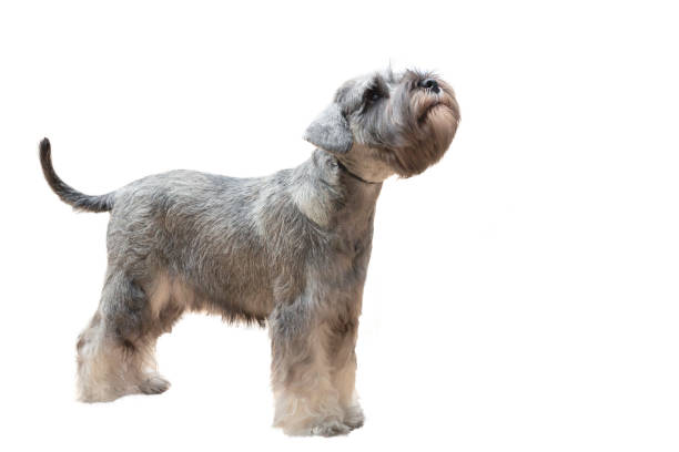 istock Dog breed Miniature Schnauzer isolated on white background. 1661451168