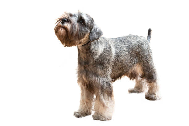 istock Dog breed Miniature Schnauzer isolated on white background. 1661451176