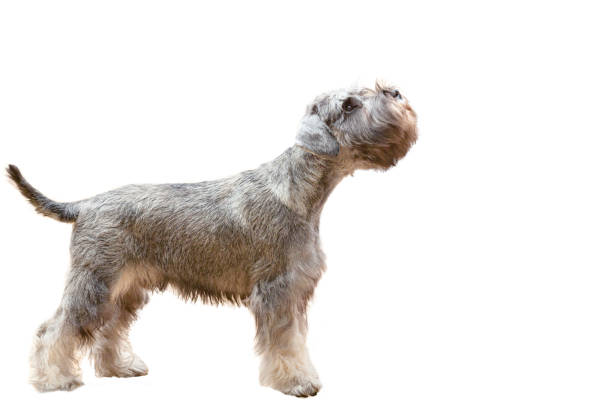 Dog breed Miniature Schnauzer isolated on white background.