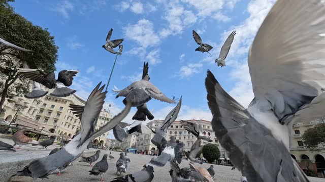 Pigeons On The Aristotelous Square In Thessaloniki