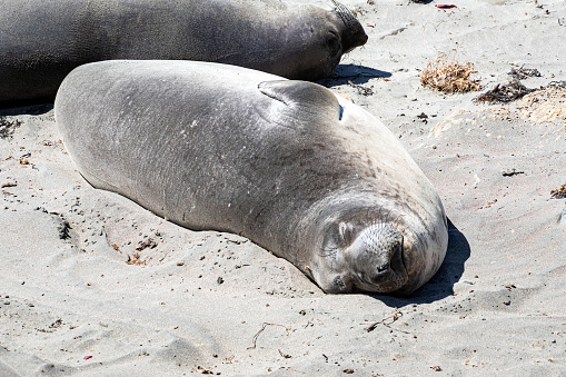 Gray seal sleeping on a sand beach in Central California Pacific Ocean coast.
