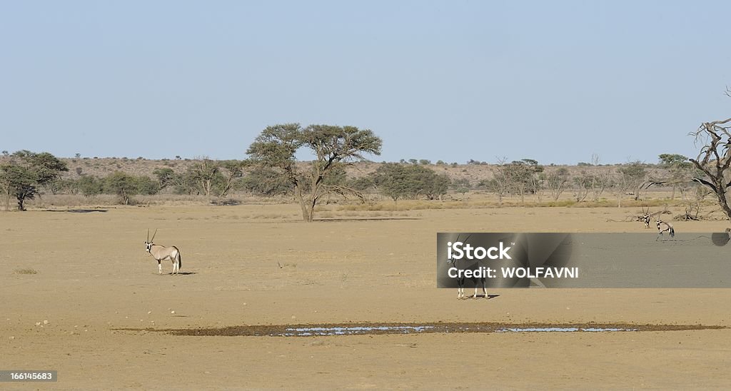 Gemsbok dans le désert - Photo de Animaux de safari libre de droits