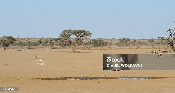 Photo libre de droit de Gemsbok Dans Le Désert banque d'images et plus d'images libres de droit de Animaux de safari - Animaux de safari, Animaux à l'état sauvage, Antilope