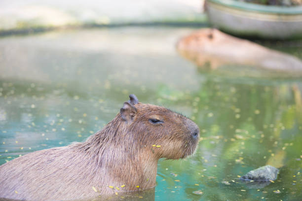 istock Wild animals in the zoo imitate their natural environment. 1661457029