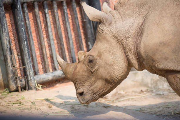istock The wild animals are kept in a natural open zoo. 1661460382