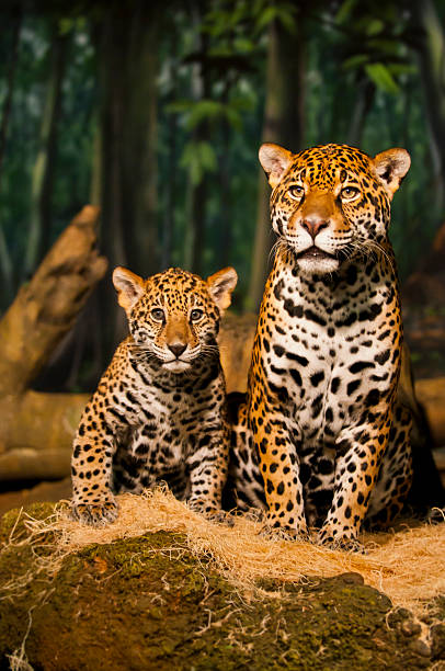 istock Jaguar Family 166146638